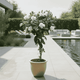 Gardenia Tree