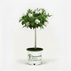 Gardenia Tree
