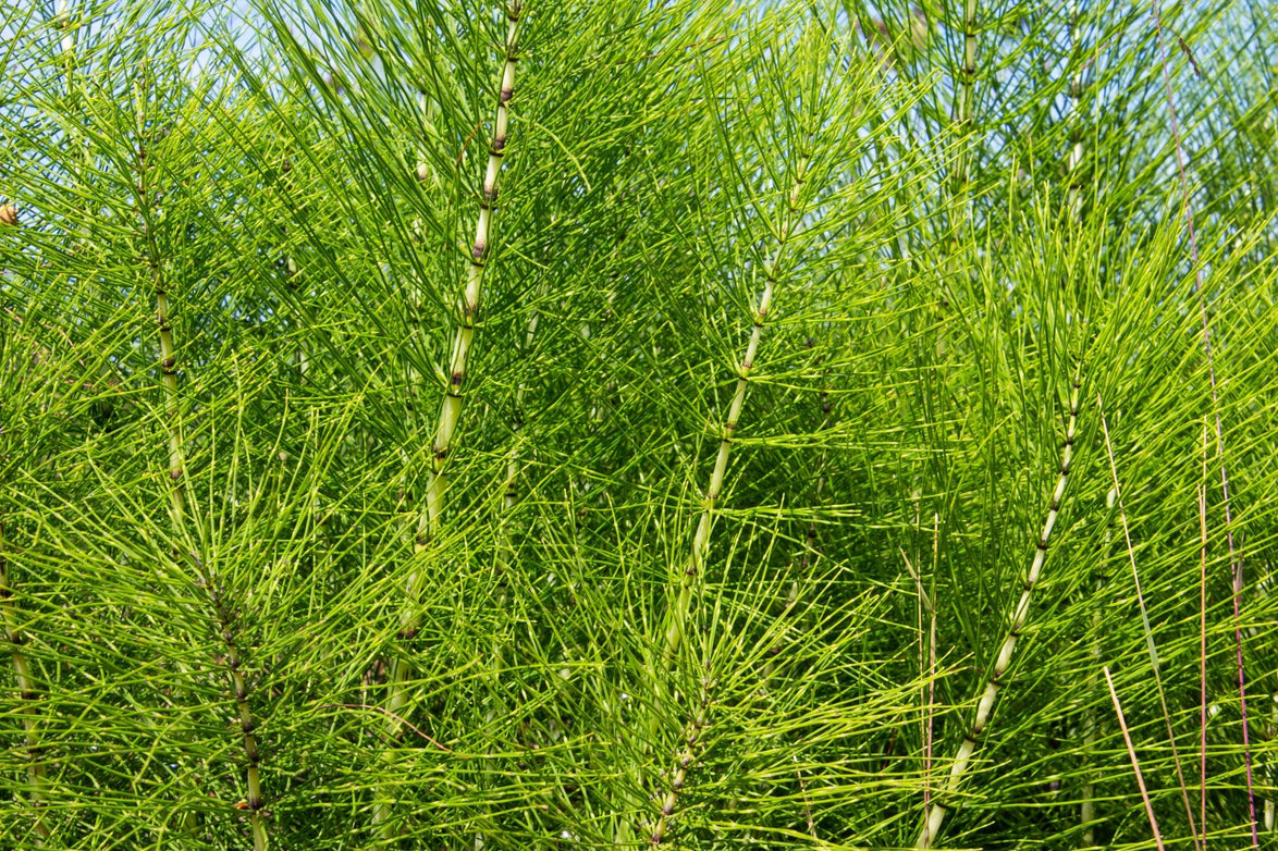 Giant Horsetail Reed – Bold, Low-Maintenance Accent Plant