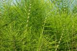 Giant Horsetail Reed - NationwidePlants.com  