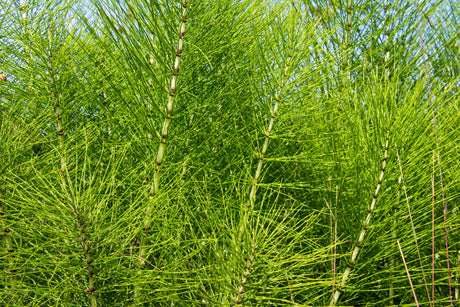 Giant Horsetail Reed - NationwidePlants.com  