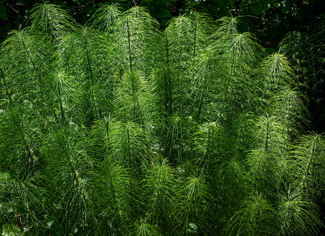 Giant Horsetail Reed - NationwidePlants.com  