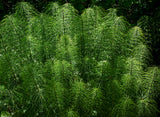 Giant Horsetail Reed - NationwidePlants.com  