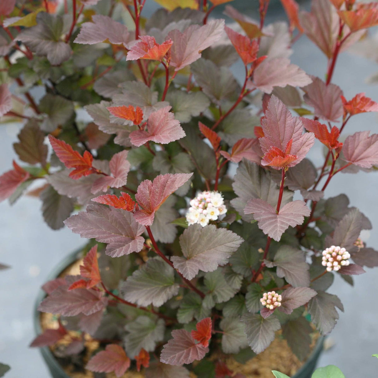 Ginger Wine® Ninebark