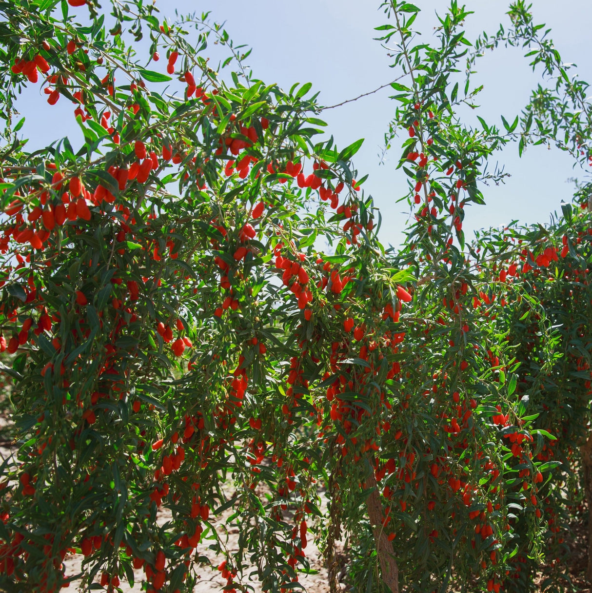 goji berry plant from seed Goji Berry Plant – Nutrient-Rich, Sweet-Tart Berries, Easy to Grow