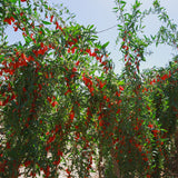 Goji Berry - NationwidePlants.com  