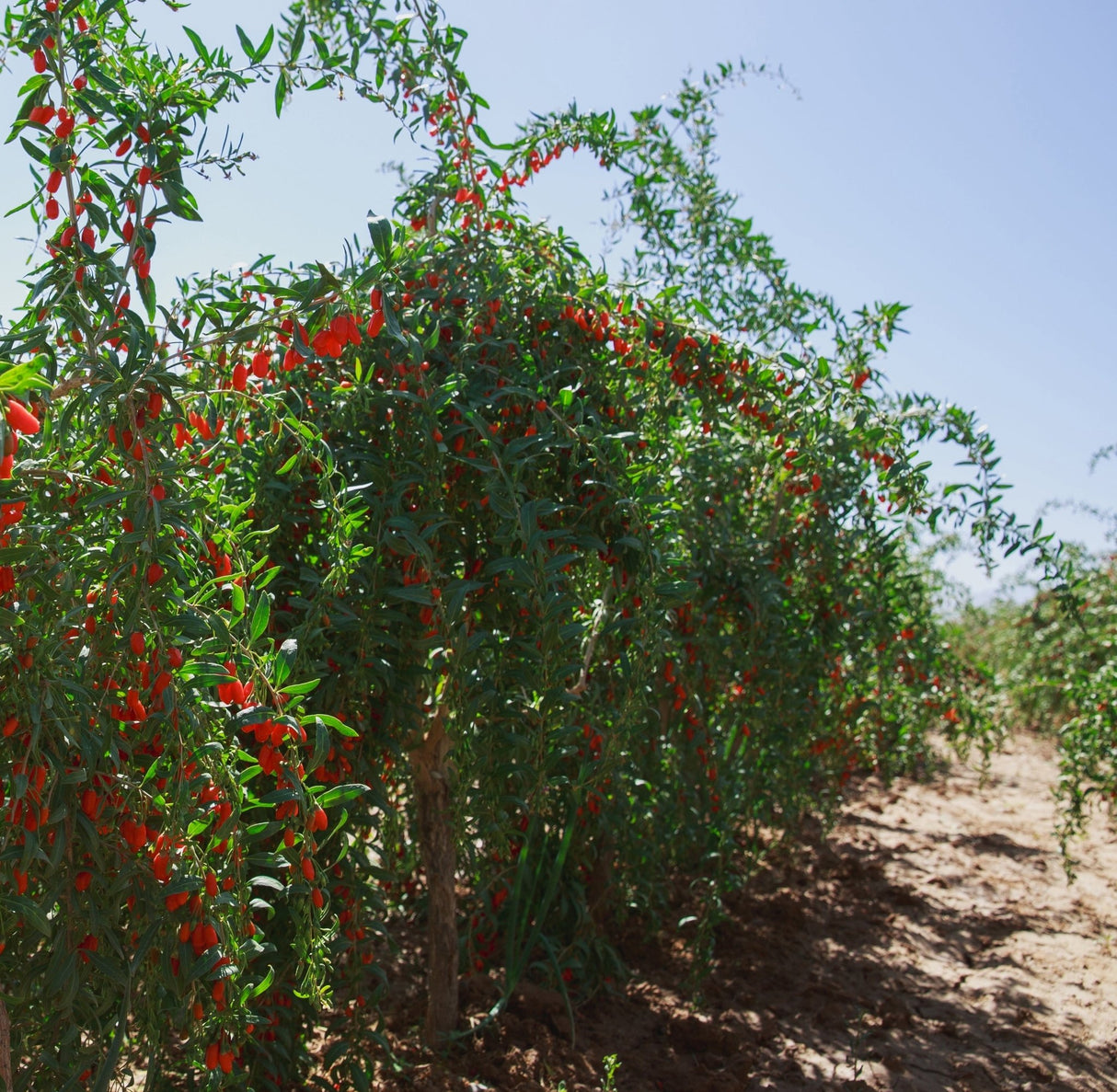 do goji berry plants need a trellis Goji Berry Plant – Nutrient-Rich, Sweet-Tart Berries, Easy to Grow
