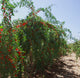 Goji Berry - NationwidePlants.com  