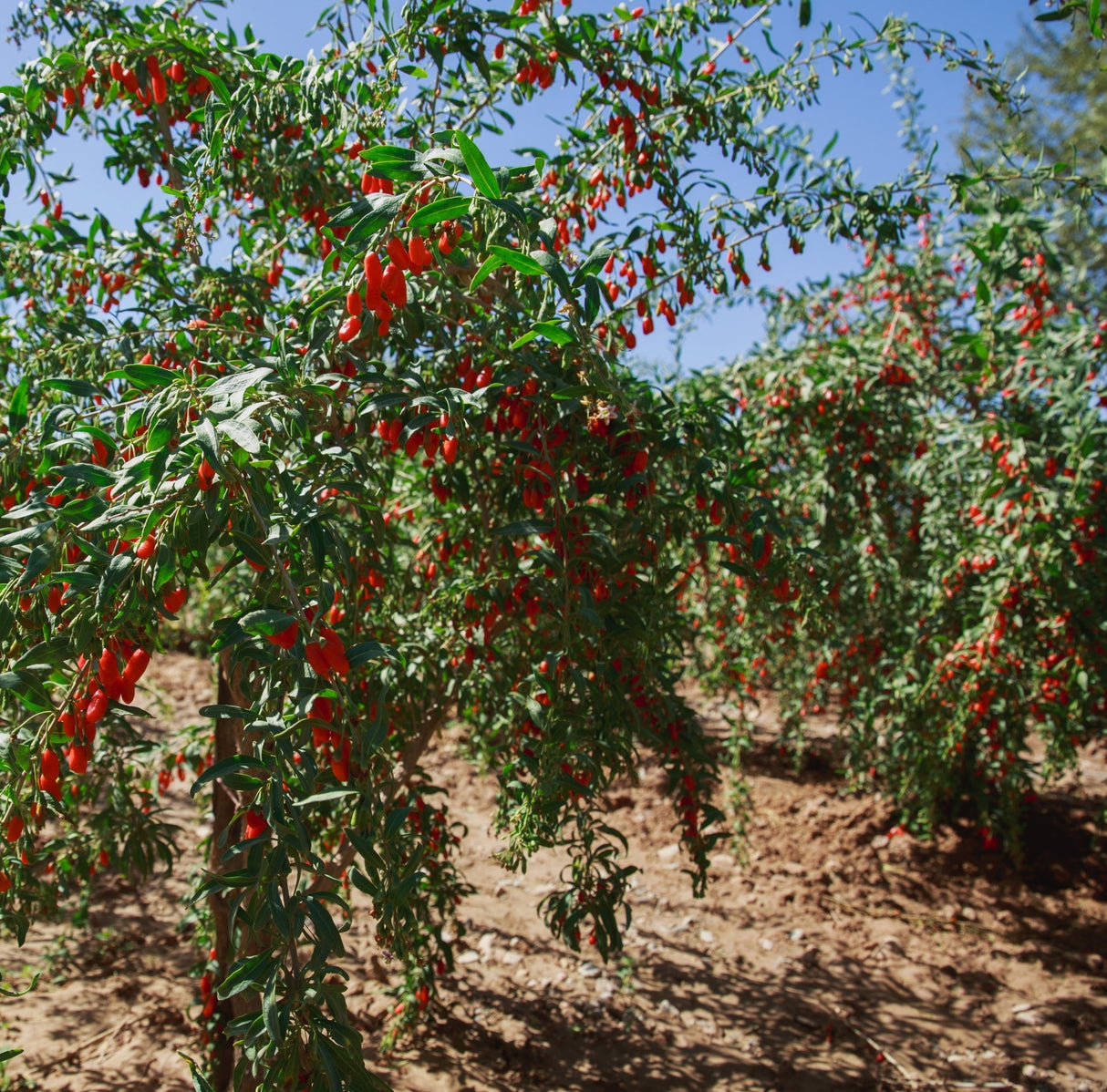 fertilizer for goji berry plants Goji Berry Plant – Nutrient-Rich, Sweet-Tart Berries, Easy to Grow