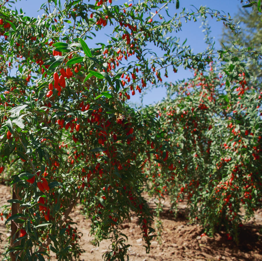 Goji Berry Plant – Nutrient-Rich, Sweet-Tart Berries, Easy to Grow