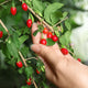 Goji Berry - NationwidePlants.com  