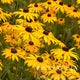 Golsturm black eyed Susan flowers close up of the bright yellow orange blooms with  dark centers