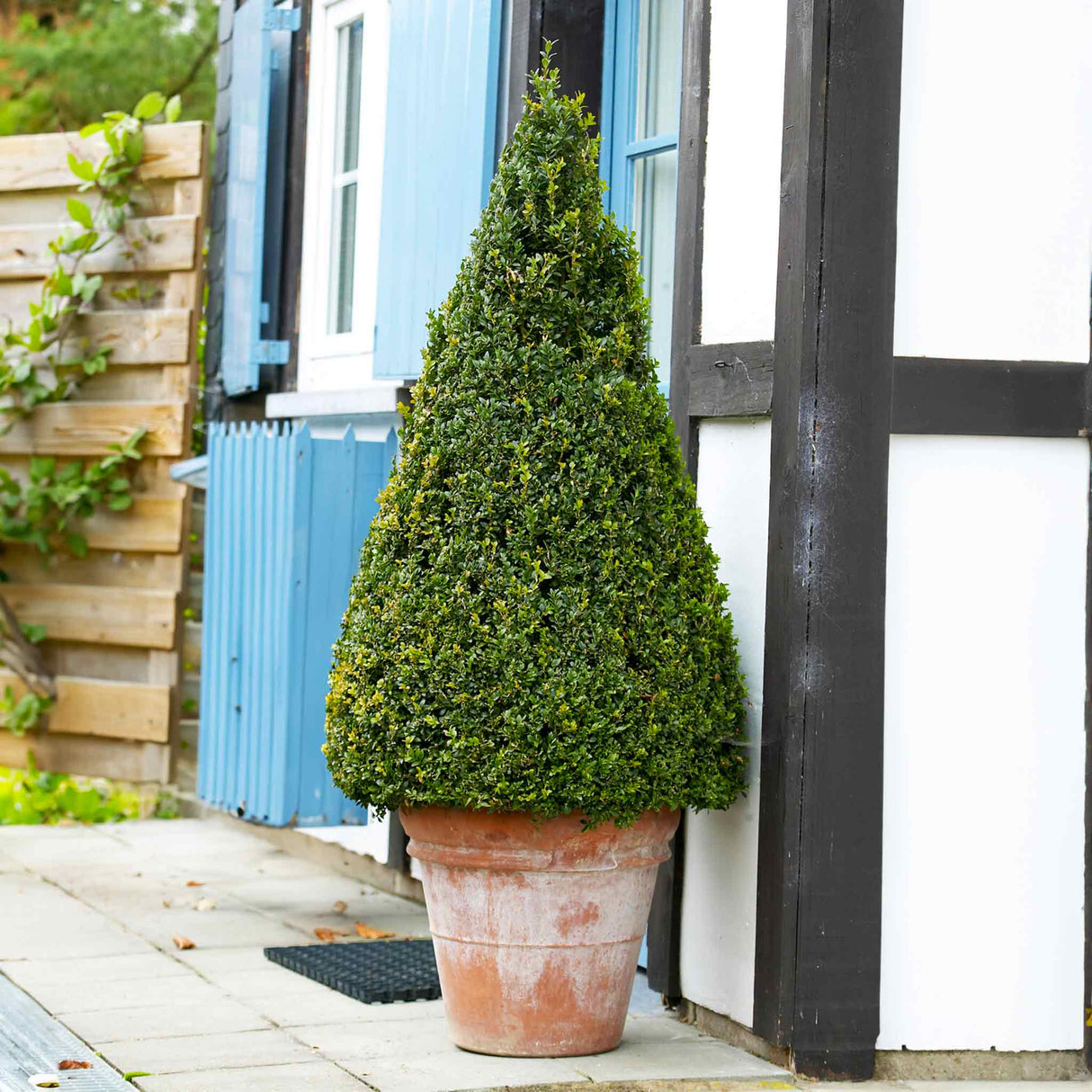 Boxwood cone in a terracotta pot placed beside a house with blue shutters and a white and black facade, adding a touch of greenery and structure to the entrance area.