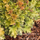 Marmalade Heuchera with ruffled yellow-green and bronze leaves in mulch.