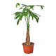 guiana chestnut pachira money tree in nursery planter on white background