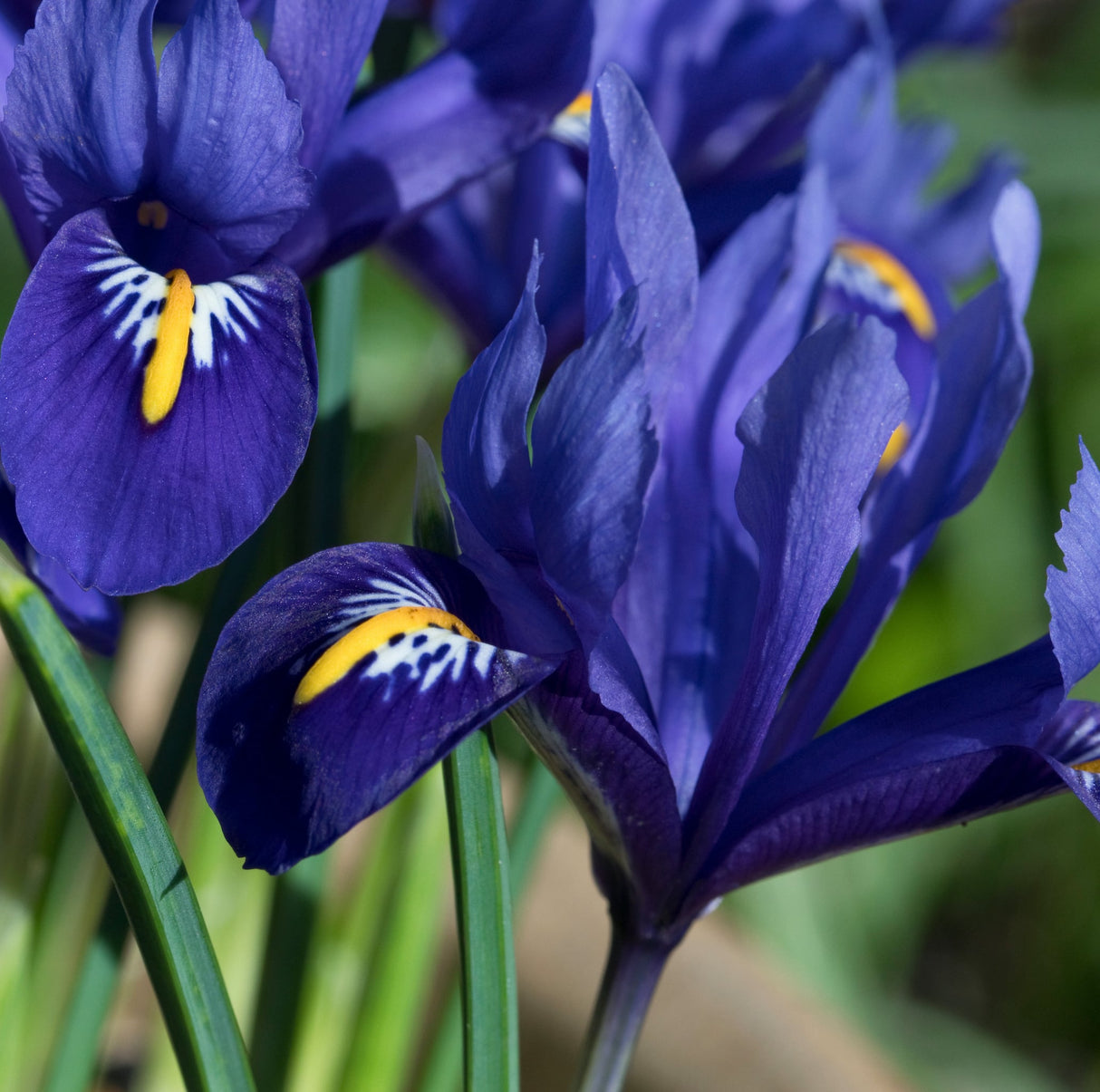 Close-up of vibrant purple Dutch dwarf iris flowers with yellow and white accents on petals.