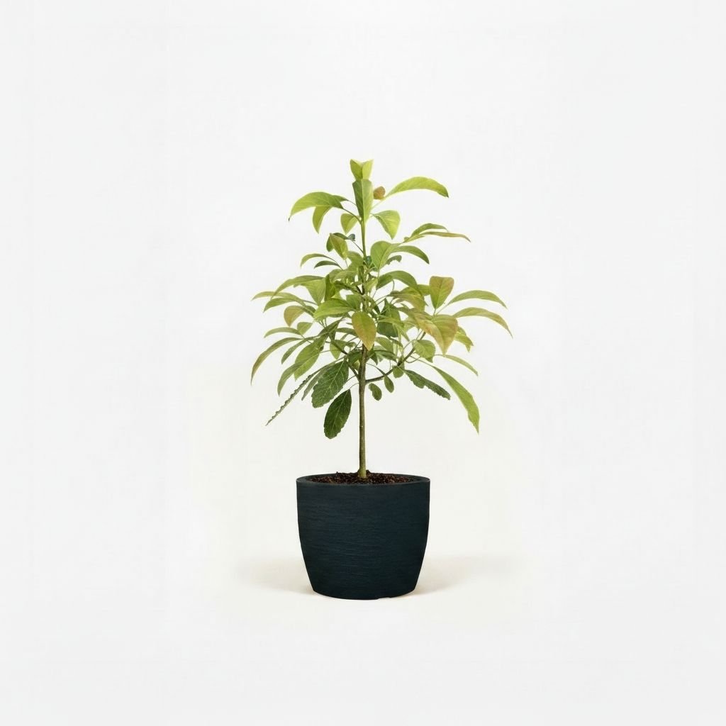 Hass Avocado Tree