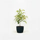 Hass Avocado Tree