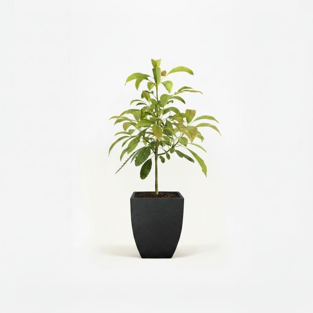 Hass Avocado Tree