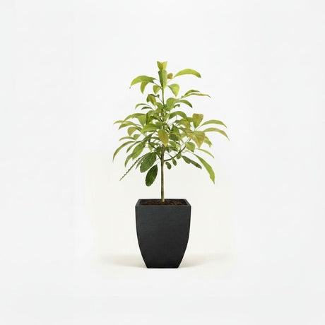 Hass Avocado Tree