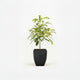 Hass Avocado Tree