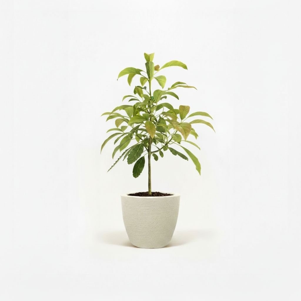 Hass Avocado Tree