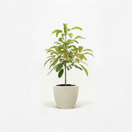 Hass Avocado Tree