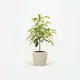Hass Avocado Tree