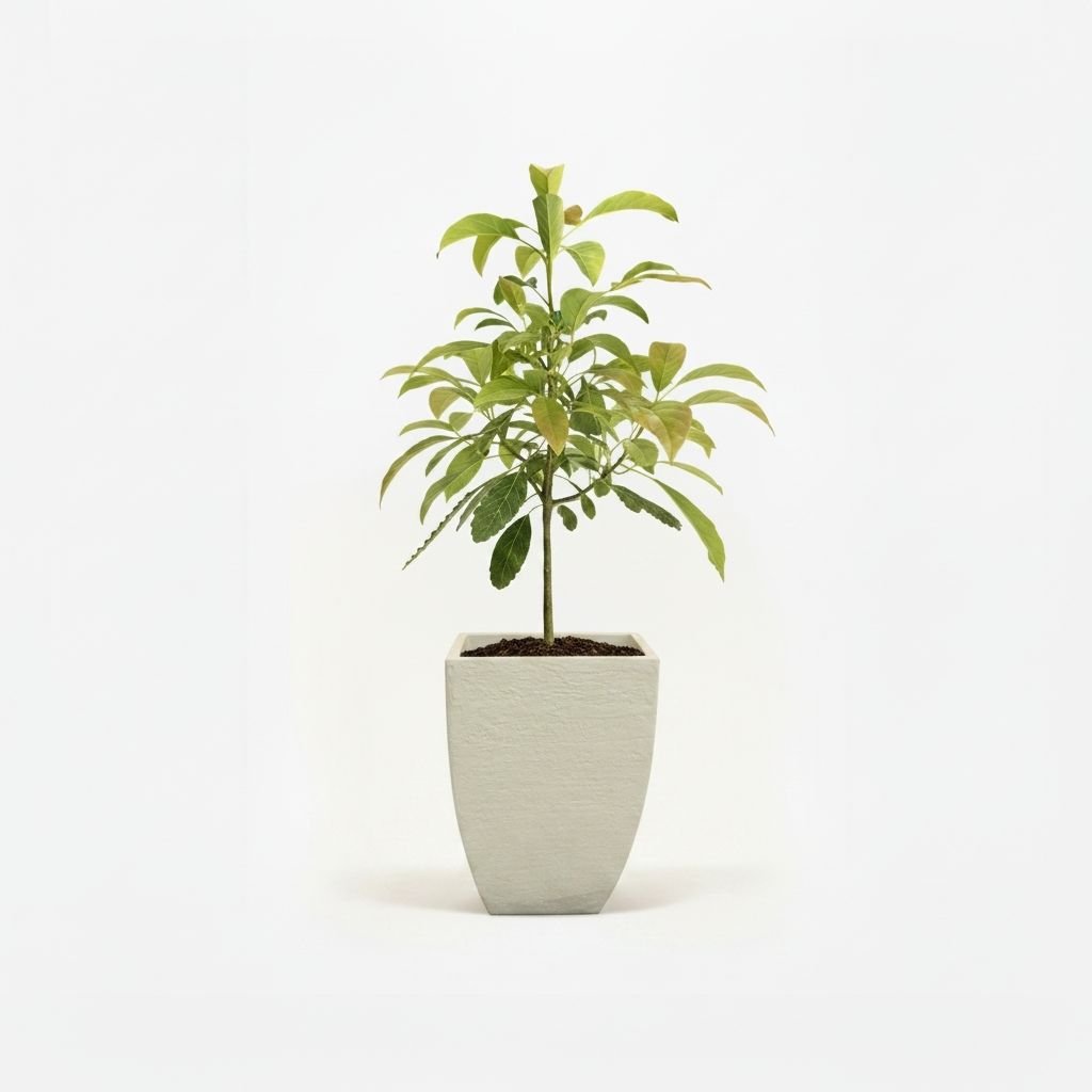 Hass Avocado Tree