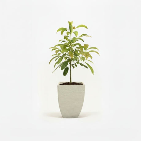 Hass Avocado Tree