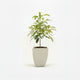 Hass Avocado Tree