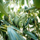 Hass Avocado Tree - NationwidePlants.com  
