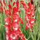Helvetia gladiolus blooms in a field of flowers.