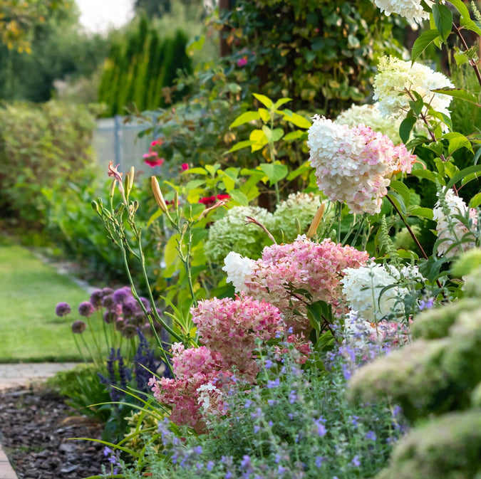 Buy Trees Online - Fast Nationwide Plant Delivery