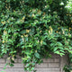 Yellow and white honeysuckle known as scentsation honeysuckle very full and growing along a brick wall adding privacy.
