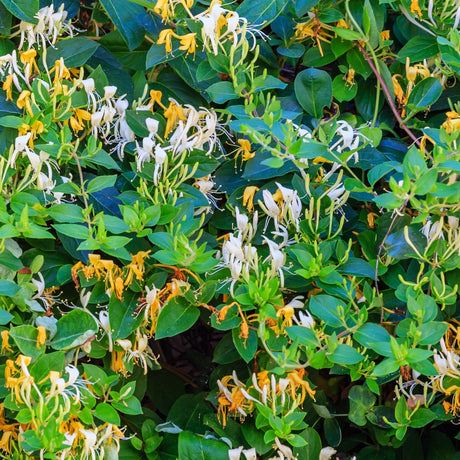 Blooming scentsation honeysuckle vine with bright yellow and white flowers with vibrant green leaves.