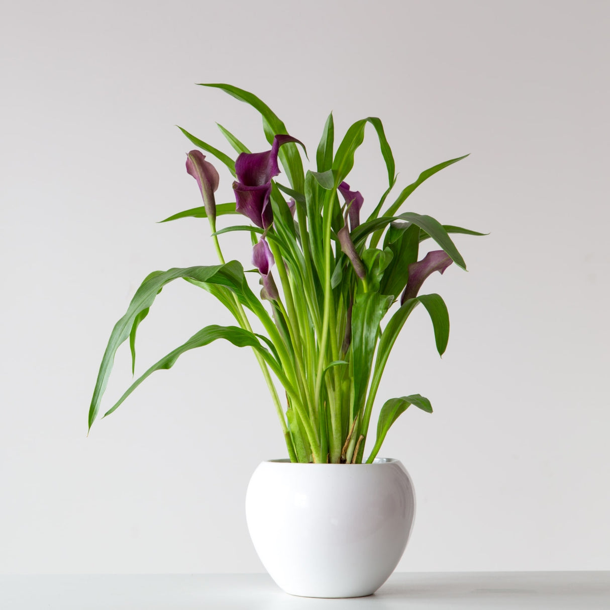 Calla Lily Houseplant