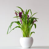 Calla Lily Houseplant