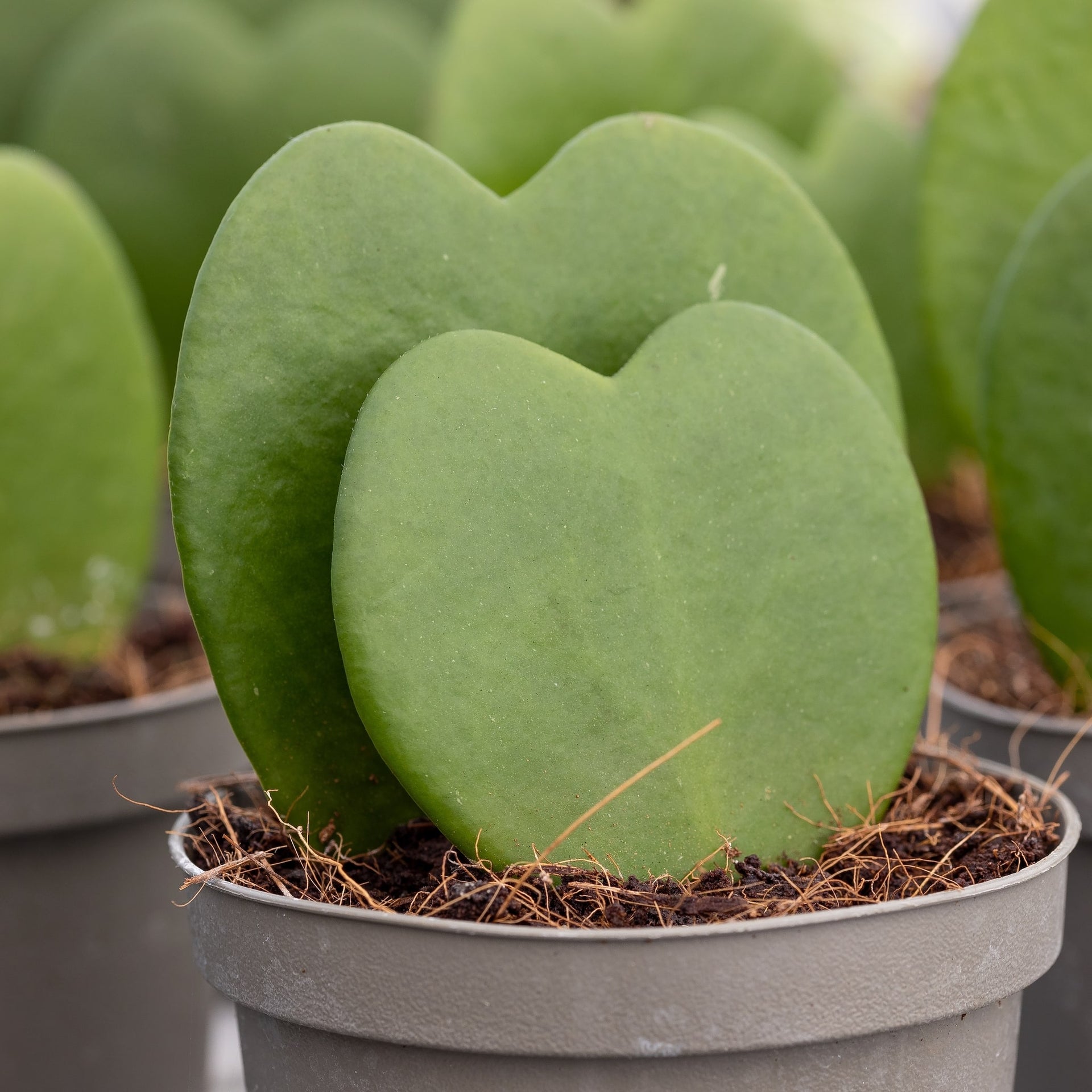 heart plant succulent Hoya Sweetheart
