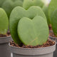 close up of a double hoya heart plant