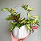 Hoya Krimson Princess with thick vining leaves being trained around a trellis in a white planter.