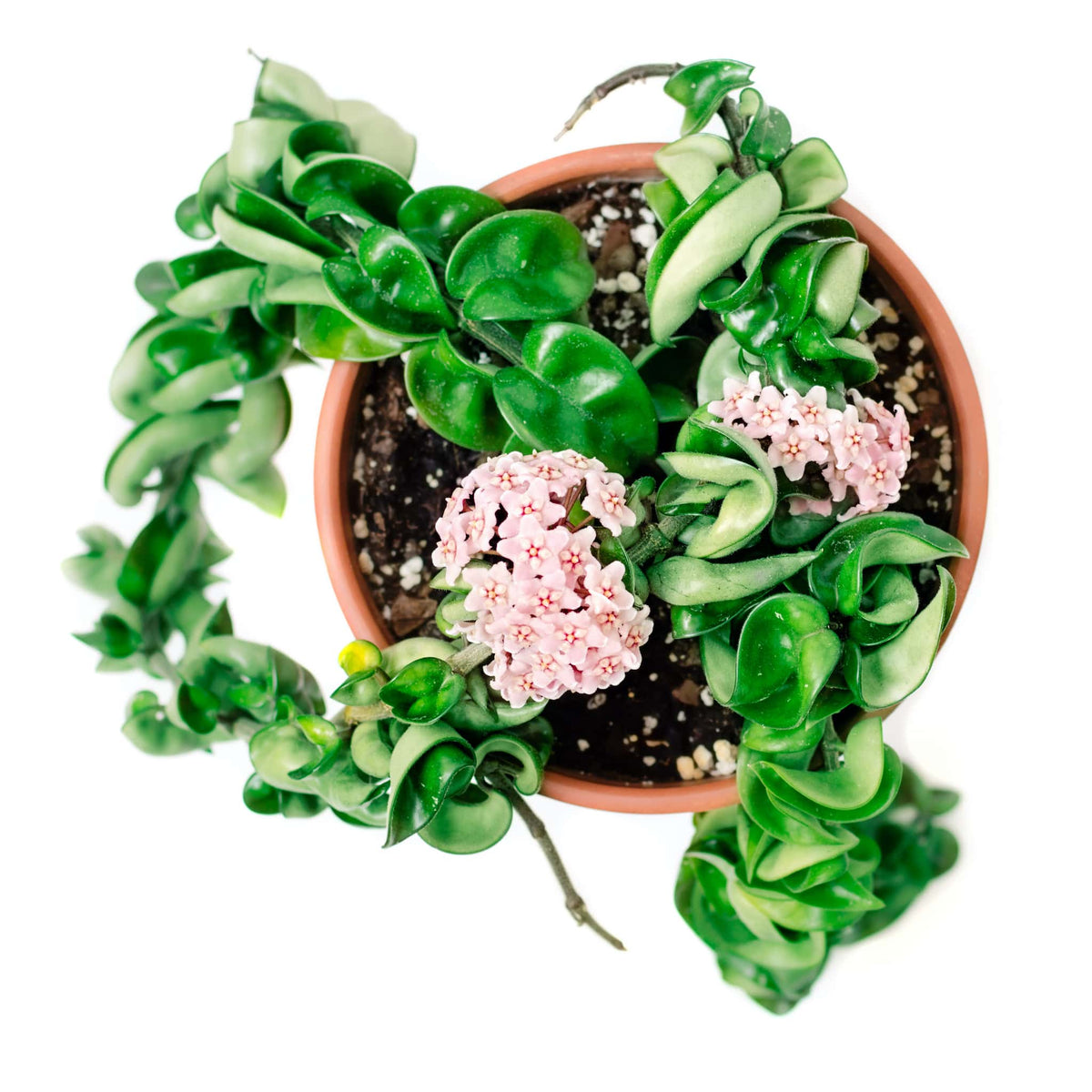 Hoya Hindu Rope Plant – Unique, Low-Maintenance Succulent