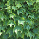 Green Showers Boston Ivy