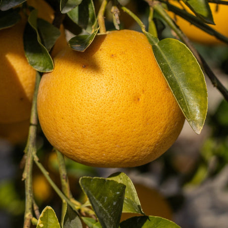 Ray Ruby Grapefruit Tree