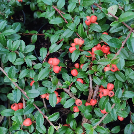 Coral Beauty Cotoneaster