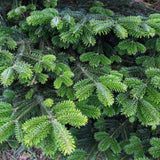 Live Cut Fraser Fir Tree (5-6 Ft.) - NationwidePlants.com  