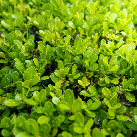 Sprinter® Boxwood
