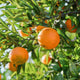 Valencia Orange Tree