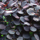Royal Purple Smoke Bush