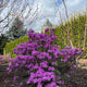 PJM Rhododendron